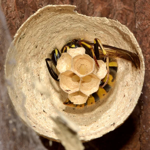 Будівельне гніздо королеви оси (Vespula vulgaris) — стокове фото