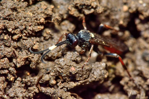 Ichneumon suspiciosus wesp — Stockfoto