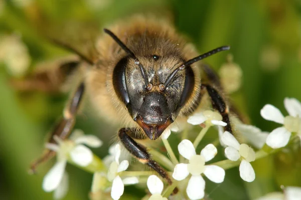 Honey bee (Apis mellifera) huvud och ansikte — Stockfoto