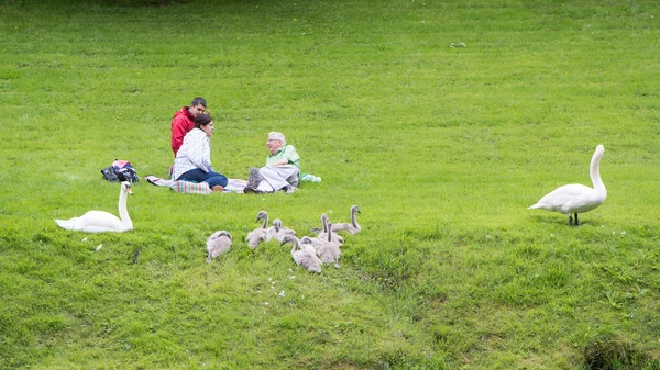 Rodina labutí lidé pikniku — Stock fotografie