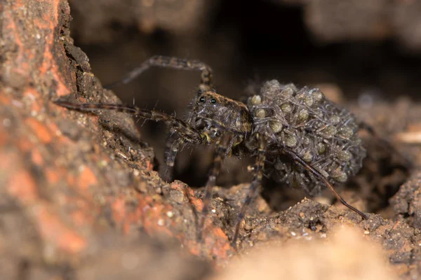 Kurt örümcek (Pardosa sp.) ile spiderlings — Stok fotoğraf