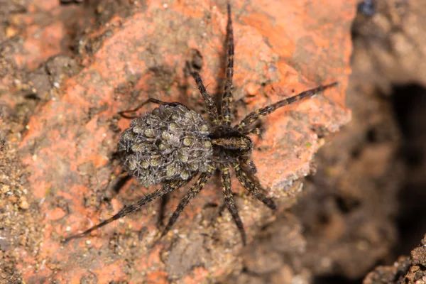 Araignée loup (Pardosa sp.) avec des araignées d'en haut — Photo