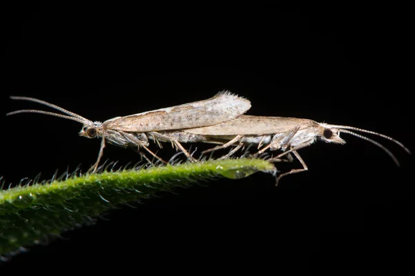 Elmas-arka pervane (Plutella xylostella) çiftleşme