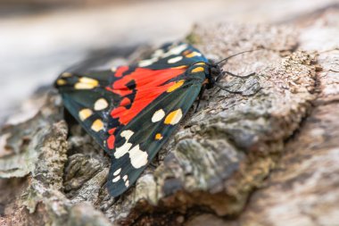 Scarlet kaplan hindwings görünür çiftleşme kelebekler (Callimorpha dominula)