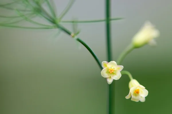 Kuşkonmaz (kuşkonmaz officinalis) bitki çiçek — Stok fotoğraf