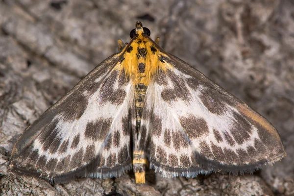 Liten skata moth (Anania hortulata) — Stockfoto