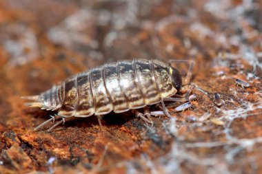 Çizgili Tespih böceği (Philoscia muscorum)