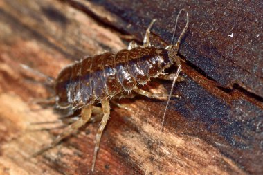 Su iki benekli biti (Asellus aquaticus)