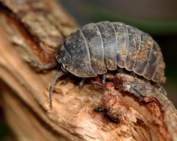 Armadillidium depressum woodlouse — 스톡 사진