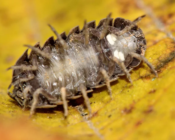 Armadillidium depressum szárazföldi Ászkarákok alsó, bemutató könyv tüdő — Stock Fotó