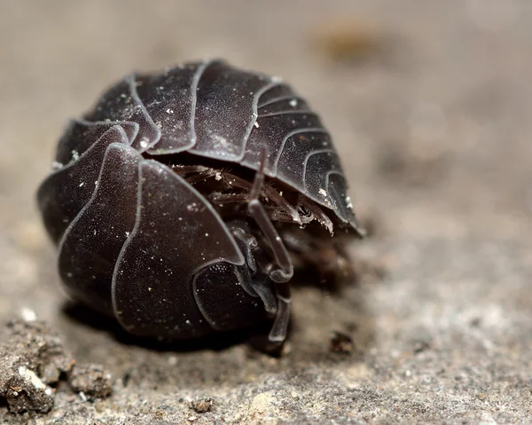 Таблетка дерев'яна (Armadillidium vulare) загорнута вгору — стокове фото