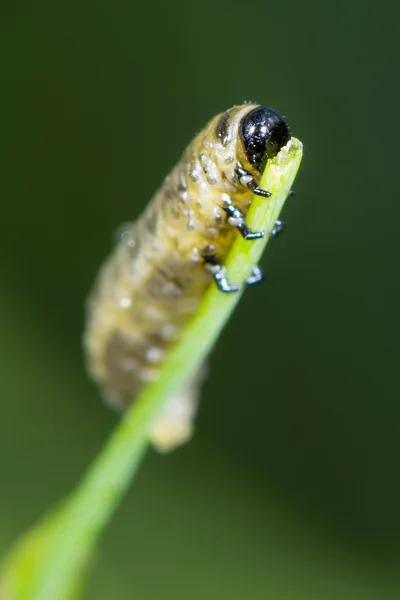 Besouros-espargos (Crioceris asparagi) larva comendo broto vegetal — Fotografia de Stock