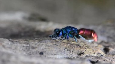 Ruby kuyruklu wasp (Chrysis sp.) kendini Temizleme