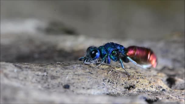 Vespa coda di rubino (Chrysis sp.) pulizia stessa — Video Stock