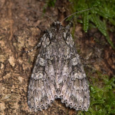 Yukarıdaki gri kemerler güve (Polia nebulosa)