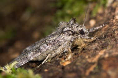 Gri kemerler güve (Polia nebulosa) profil