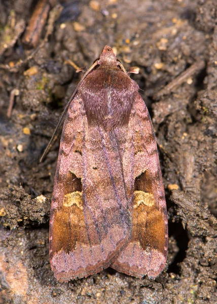 Motýl fialový jíl (Diarsia brunnea) shora — Stock fotografie