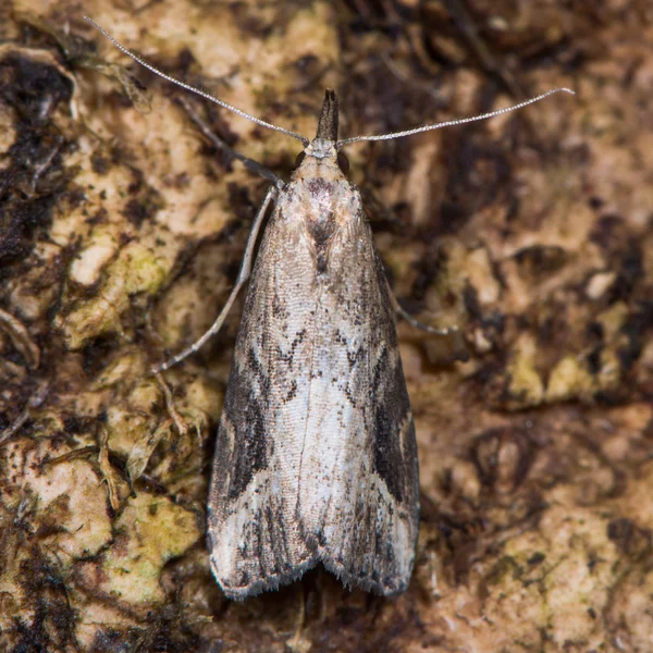 Pastorek melír čenich můra (Schrankia costaestrigalis) z výše uvedených — Stock fotografie