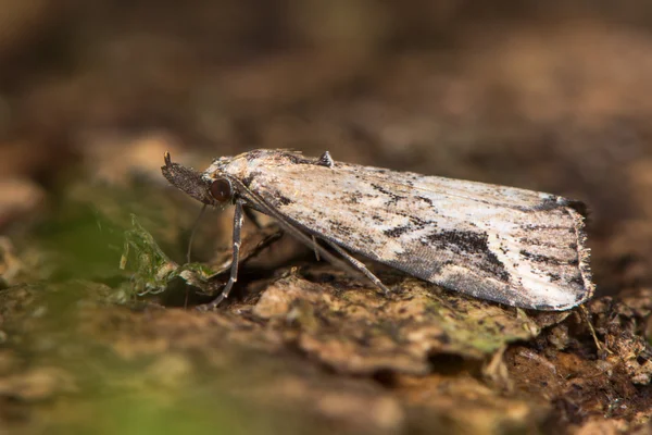 Pinion-strimmiga nos moth (Schrankia costaestrigalis) — Stockfoto