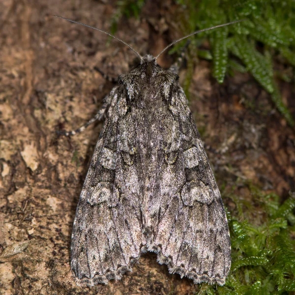 Moth šedá oblouky (Polia nebulosa) shora — Stock fotografie