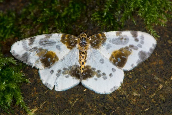 Grumlade Skata moth (Abraxas sylvata) — Stockfoto