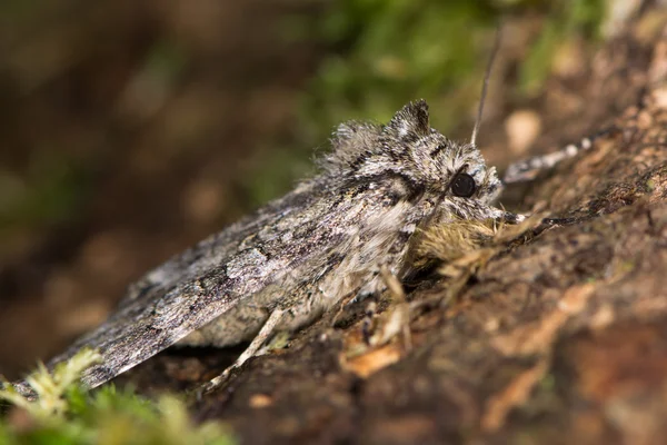 Szare łuki moth (Polia nebulosa) w profilu użytkownika — Zdjęcie stockowe