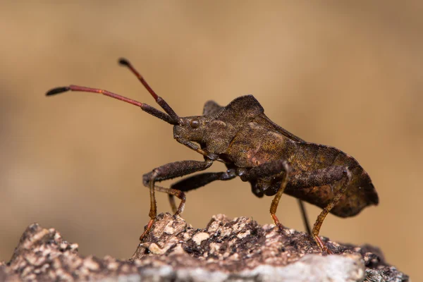 아래에서 버그 (Coreus marginatus) 프로필 도킹 — 스톡 사진