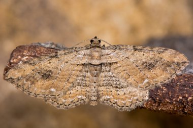 The fern moth (Horisme tersata) clipart