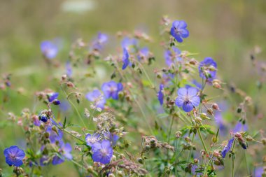 Çayır Crane'in-bill (Sardunya endressii) çiçekler