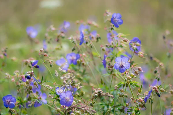 Çayır Crane'in-bill (Sardunya endressii) çiçekler