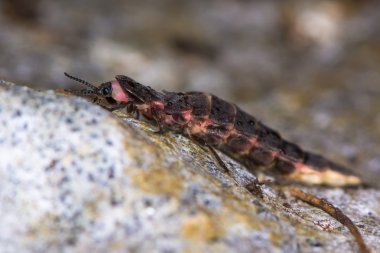 Glow-Worm (Lampyris noctiluca) erkek profili