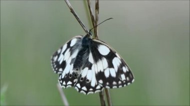 Rüzgar tarafından üflenir mermer beyaz kelebek (Melanargia galathea)
