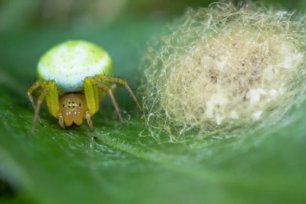 Misumena vatia araña cangrejo con saco de huevo — Foto de Stock