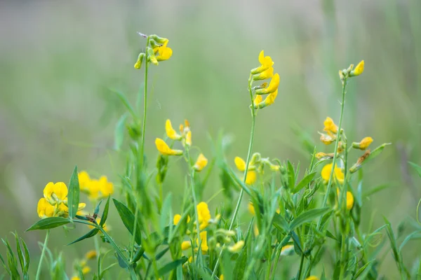 Çayır çayır vetchling (Lathyrus pratensis)