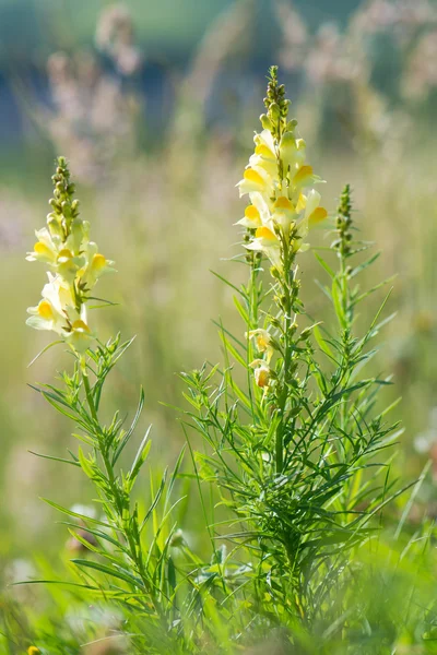 Обыкновенная жаба (Linaria vulgaris) — стоковое фото