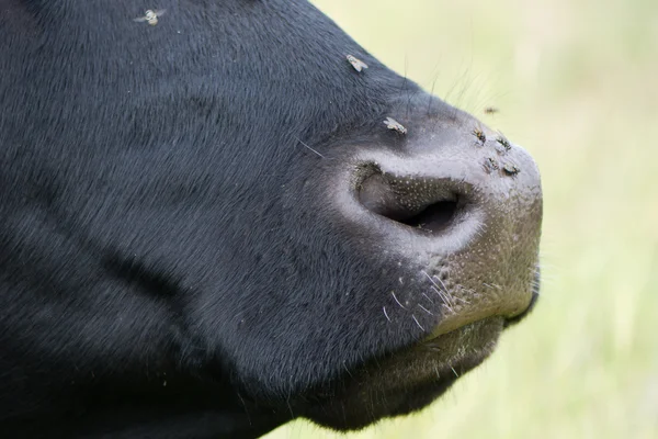 Nariz de vaca con moscas, de perfil — Foto de Stock