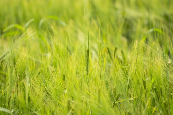 Zweireihige Gerste (hordeum vulgare), die auf dem Feld wächst — Stockfoto