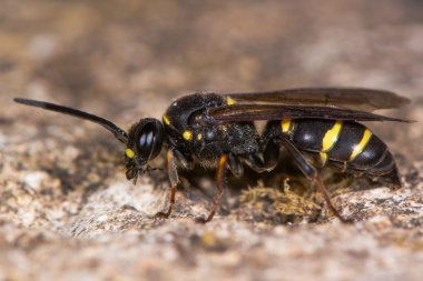 Digger wasp (Argogorytes mystaceus)