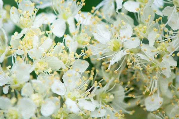 Meadowsweet (Filipendula ulmaria) — стоковое фото