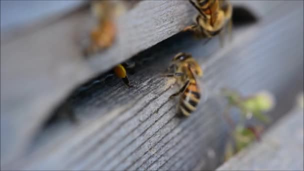 Abeilles mellifères (Apis mellifera) qui vont et viennent de la ruche 