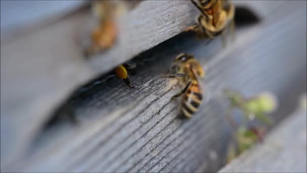 Api mellifere (Apis mellifera) che vanno e vengono dall'alveare — Video Stock