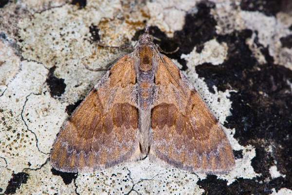 Tappeto di pino (Pennithera firmata) dall'alto — Foto Stock