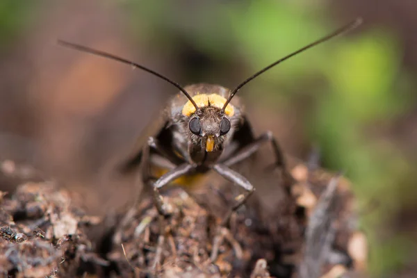 Lacayo de cuello rojo (Atolmis rubricollis) cabeza en — Foto de Stock