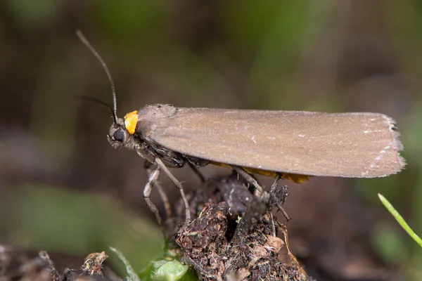 Red-necked footman (Atolmis rubricollis) profile — Stock Photo, Image