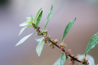 Pellitory-in--duvar (Parietaria Musevilik)