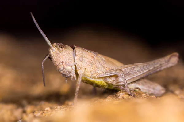 Cavalletta di campo (Chorthippus brunneus) forma marrone antenne di preening — Foto Stock