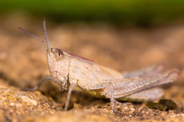 Cavalletta da campo (Chorthippus brunneus) forma marrone di profilo — Foto Stock