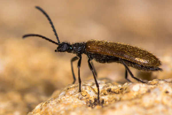 Lagria hirta böceği profil — Stok fotoğraf