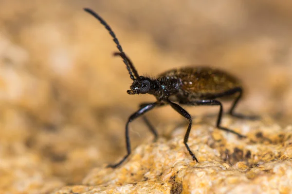Lagria hirta böceği — Stok fotoğraf