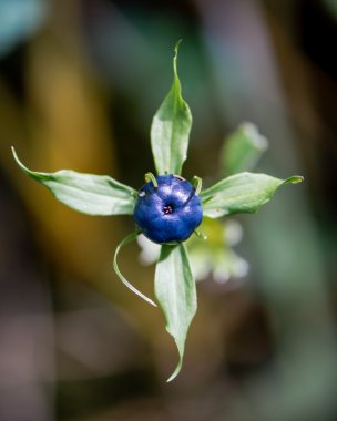 Herb Paris (Paris quadrifolia) berry yukarıdan